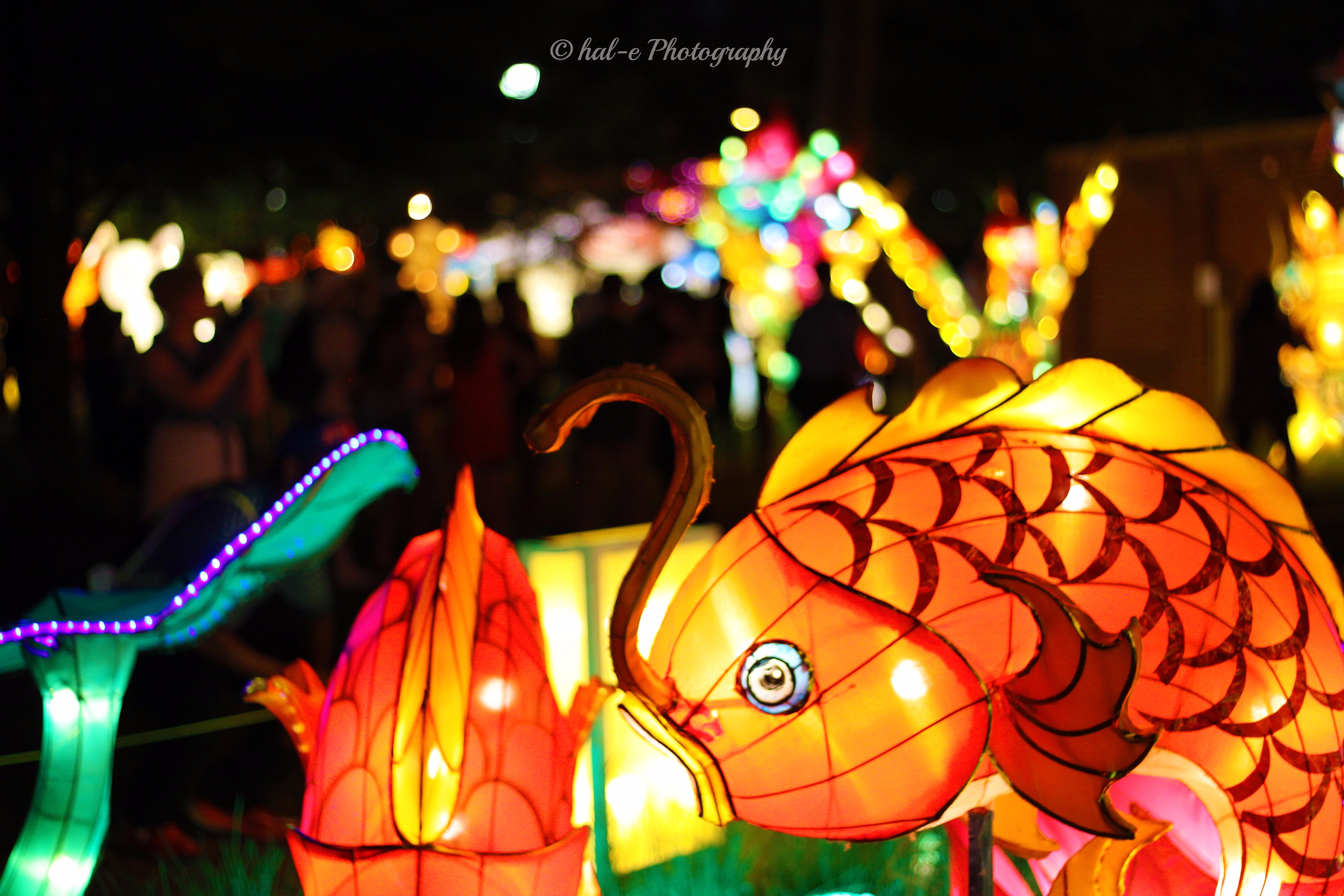 CLF-Asian Fish-J (2)